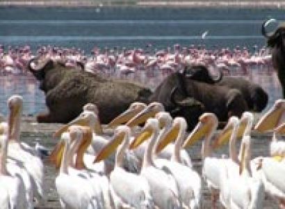 Lake Nakuru Day Trip Tour