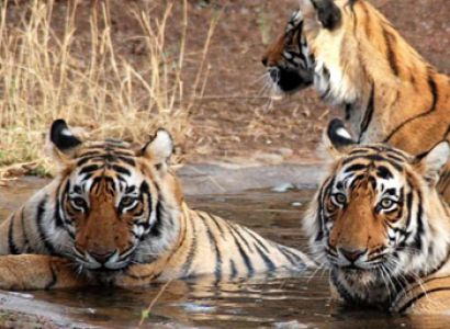 Short Escape to Corbett Tour