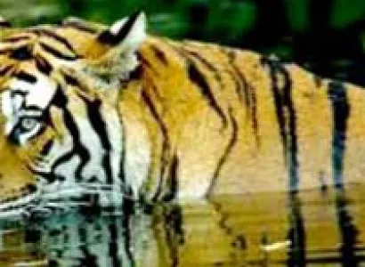 Corbett Adventure Package