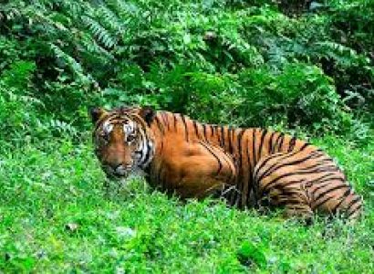 Best of Rajasthan Wildlife Tour Package