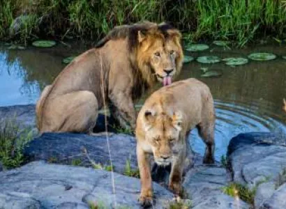 3 Days 2 Nights Masai Mara Safari Tour