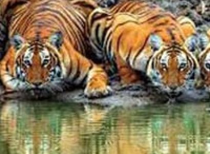 Bandipur with Ooty Package