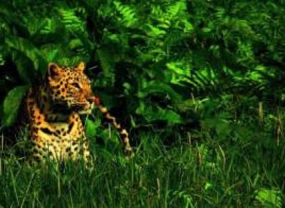 Dooars Escape Into Green Tour