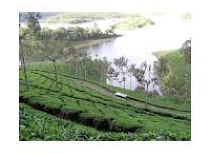 2 N Munnar 1 N Alleppey Tour