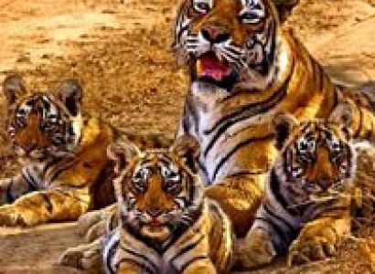 Amazing Sariska Tour