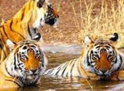 Wildlife Ranthambore Tour