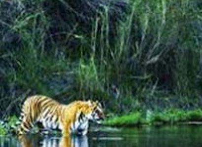 Delhi Nainital Corbett Tour