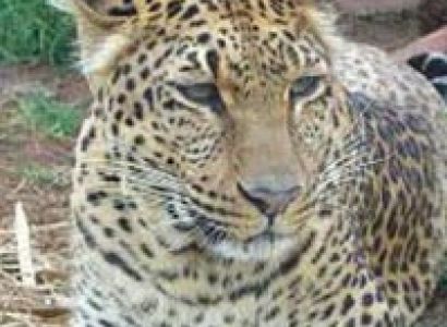 Delhi Nainital Raniket Kaushani Corbett Delhi Tour