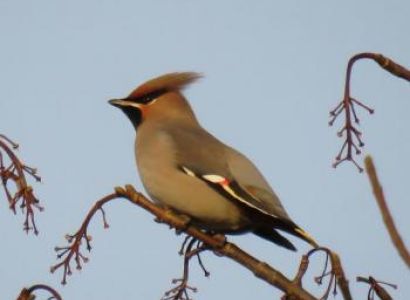 Birds Ventures Package