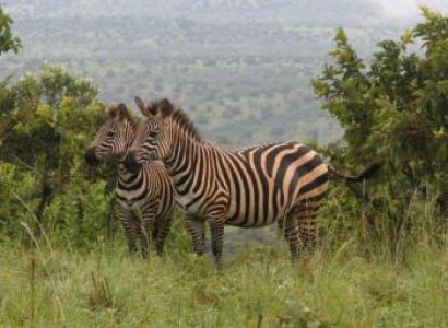 3 Days Akagera National Park Safari Package