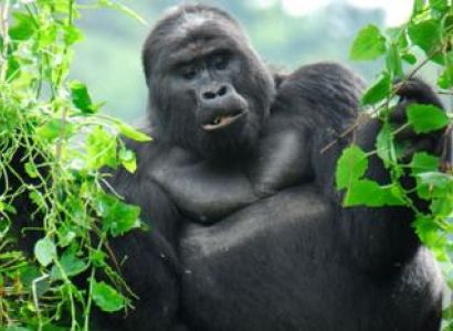 5 Day Rwanda/ Uganda Double Gorilla Package