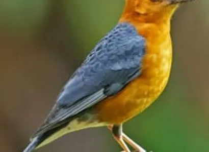 Andaman Bird Watching Tour