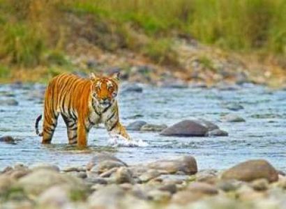 5 Night - 6 Days Trip To Corbett