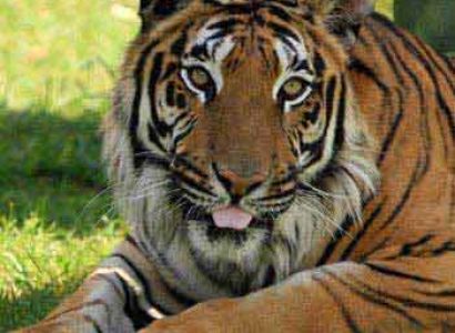 Wildlife with Golden Triangle Tour Package