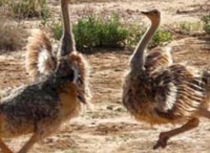 3 days Luxury Masai Mara Safari Tour