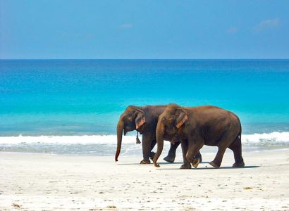 Elephant Beach Tour Package