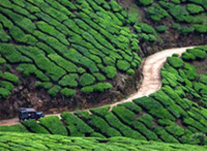 Hill station package (munnar package)