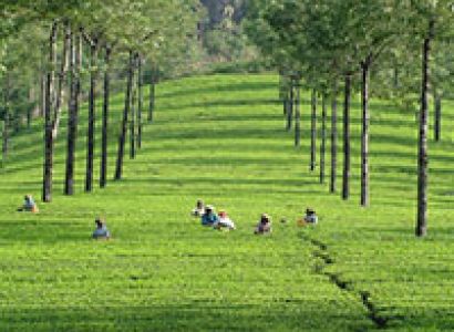 Kerala package with backwater 4nt /5days 