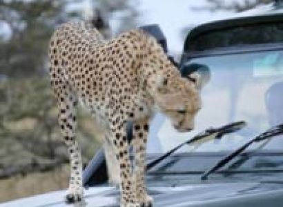 7 Days Mid Range Safaris, Maasai Mara,  Amboseli, Lk. Naivasha(Great Rivt Valley)