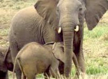 3Days 2Nights Amboseli Luxury Package @ Us $ 1050