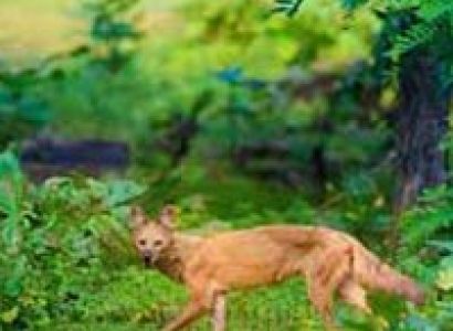 Maharashtra Wildlife Tour