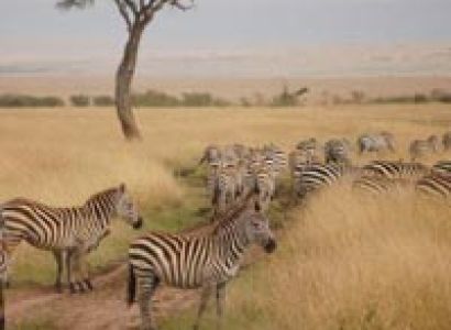 3 days Masai Mara Budget Camping Tour| Masai Mara budget camping Safari
