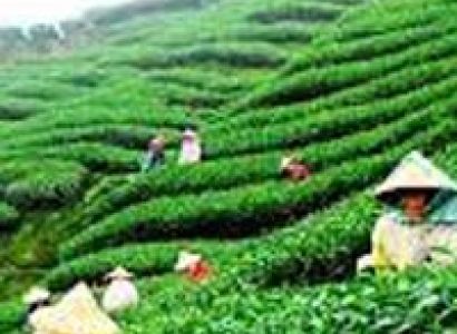 Darjeeling and Dooars Tour