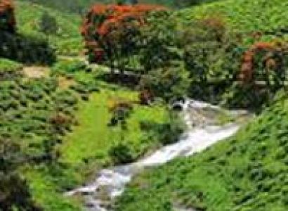Kerala Hill Station & Backwater Tour Package