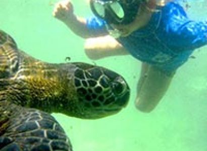 One Day Wasini Dolphin Tour