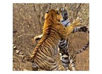 Rajasthan Wildlife Tour Package with Agra
