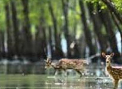 Royal Sunderban packages tour minimum 4 person