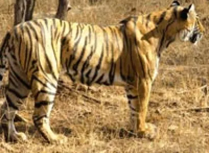 Tigers of Ranthambore Tour