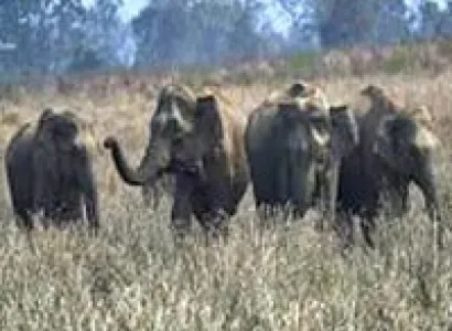 Corbett with Hills Tour