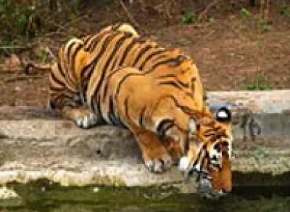 Escape with Tigers of Sariska Tour