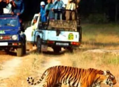 Escape with Tigers of Ranthambore