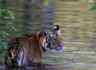 Indian Wildlife Tour