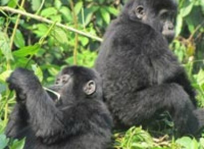 5-Days Gorilla Tracking and Canoe Trekking Tour