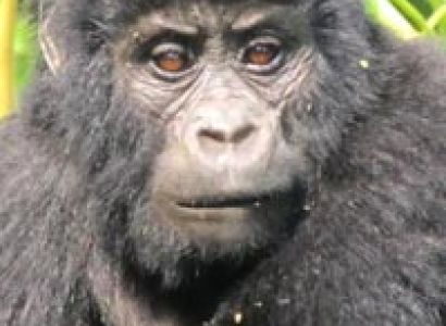 3-Day Gorilla Tracking Express Package