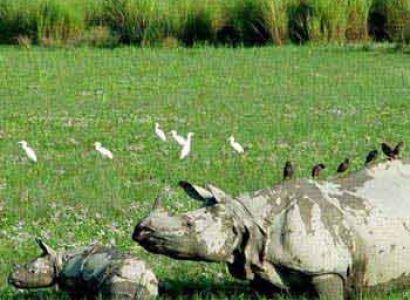 Kaziranga National Park Tour
