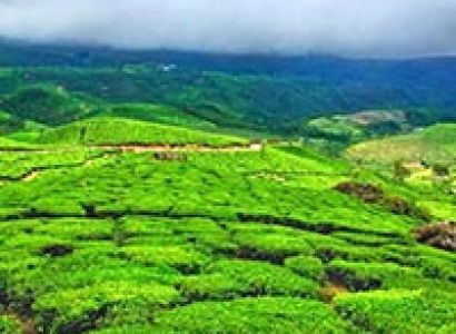 Munnar - Thekkady - Kumarakom (Alleppey Backwaters) Tour