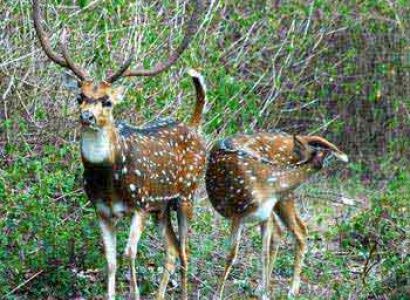 Short Escape to Bandipur National Park Tour