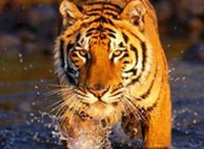 Golden Triangle Tour with Ranthambore