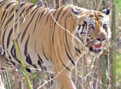 Delhi - Corbett National Park Weekend Tour