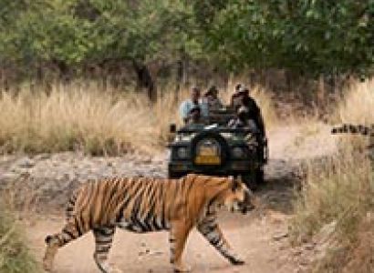 Ranthambore Weekend Tour Ex Delhi