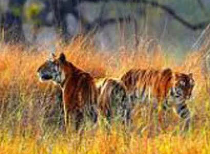 Bhitarkanika & Similipal National Park Tour