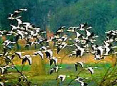 Bhitarkanika National Park & Tikarpara Sanctuary/Satkoshia Gorge