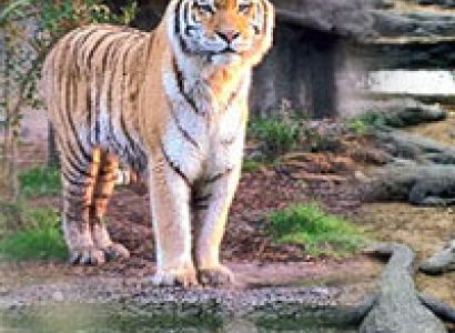 Bhitarkanika National Park Tour