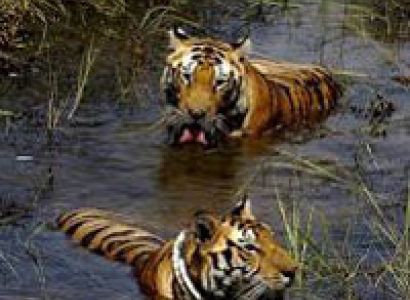Bhitarkanika National Park Tour