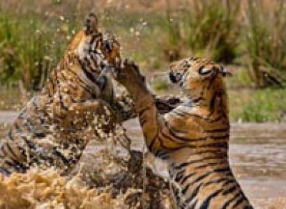 Short Escape to Bandhavgarh Tour