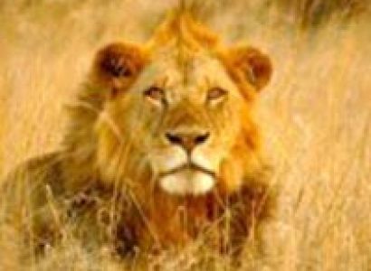 Cats cradle - Masai Mara Kenya Camping Safari Tour